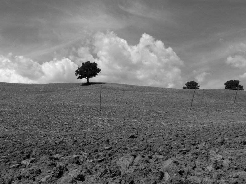 simple trees