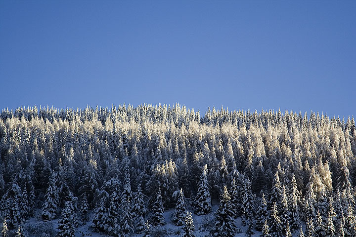 pineta innevata