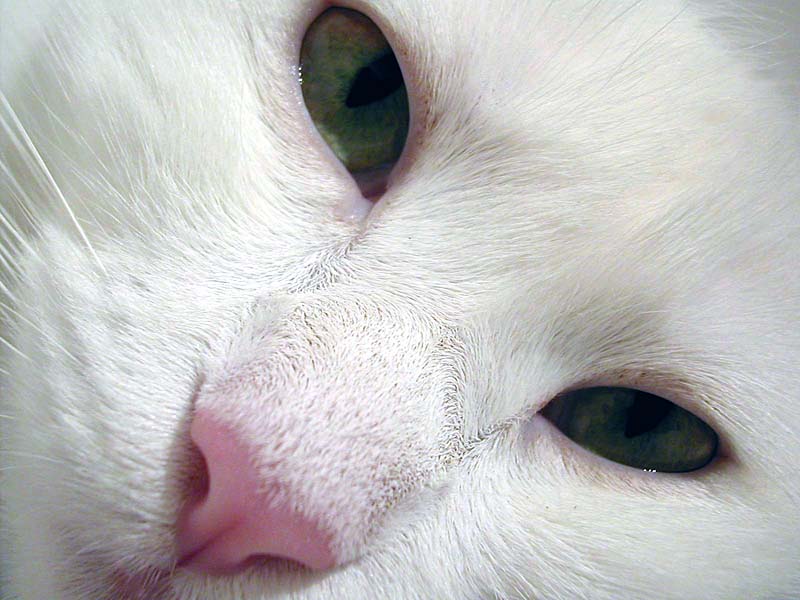 STELLA