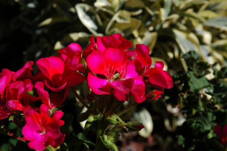 fiori