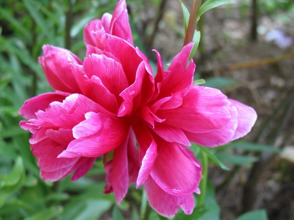 Fiore rosa
