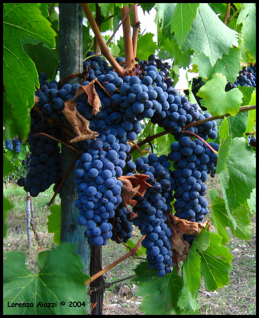 Grappolo d'uva