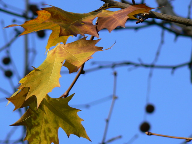 Foglie d'autunno