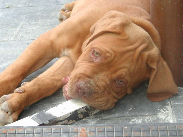 arturo