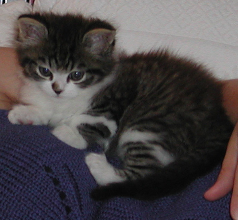 vasilli