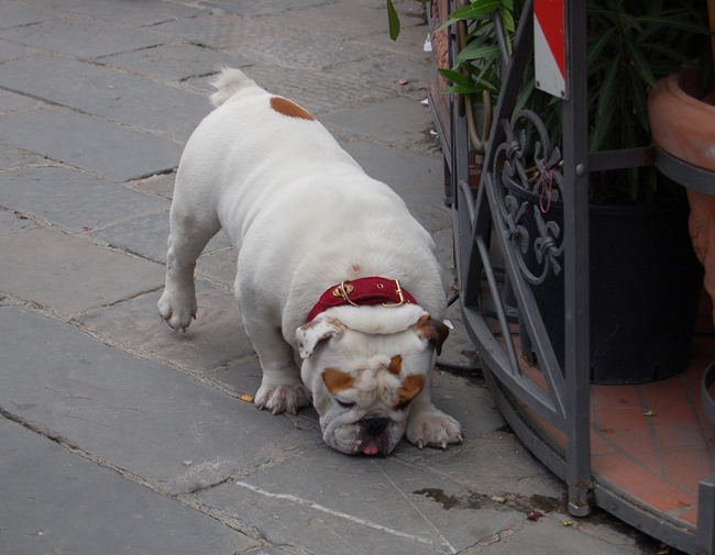 cane