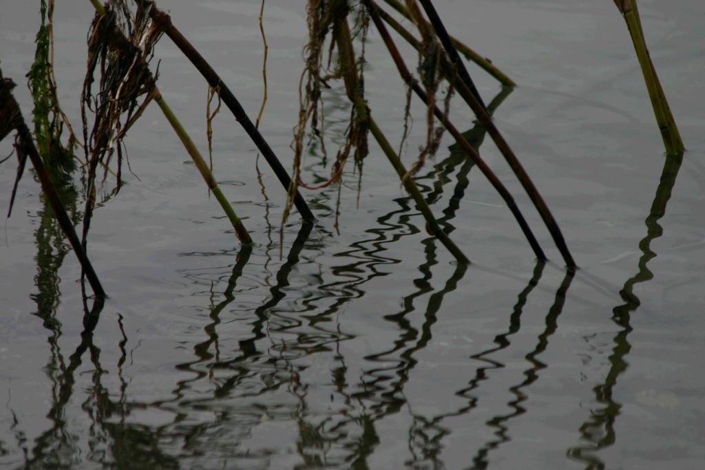 riflessi