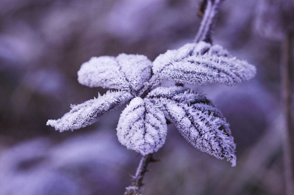 frost