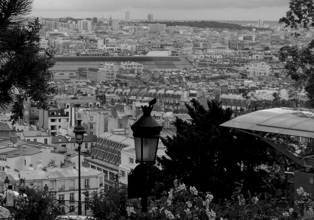 un merlo a Parigi