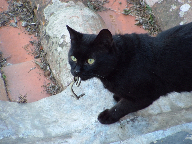 Gatto e serpente