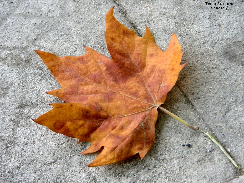 Tema Autunno