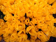 Tulipani