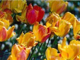 Tulipani