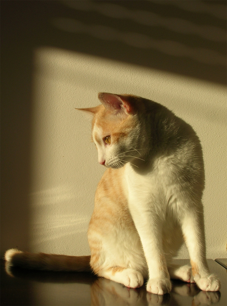 gatto
