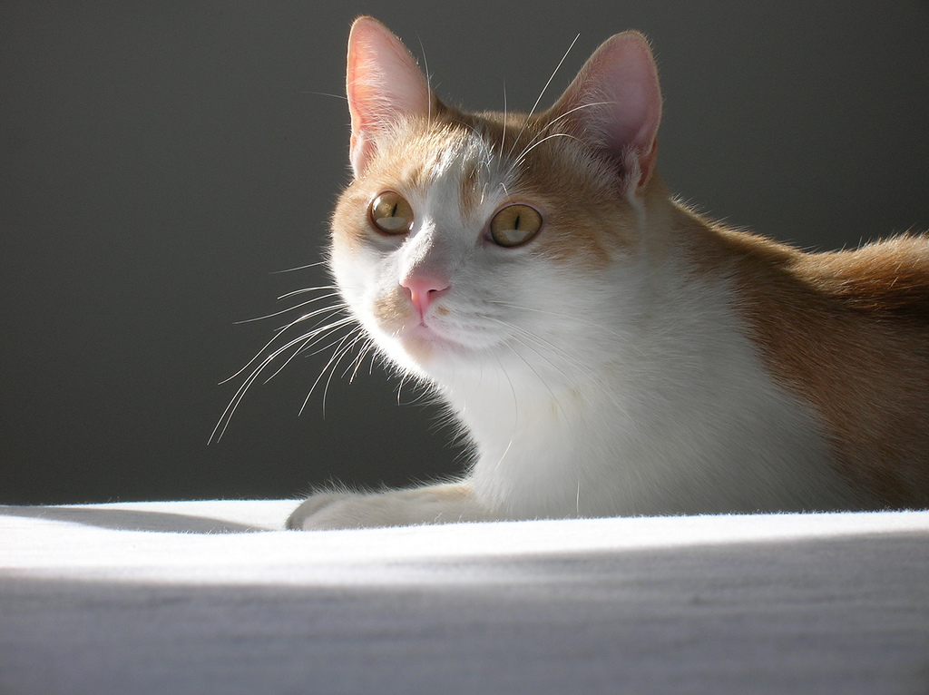 gatto