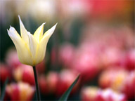 Tulipani