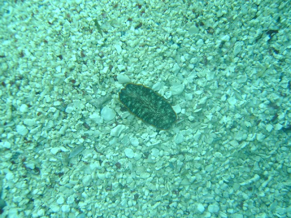 platelminta