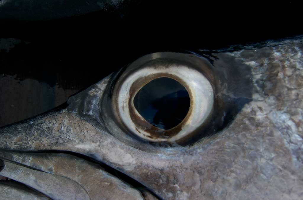 barracuda