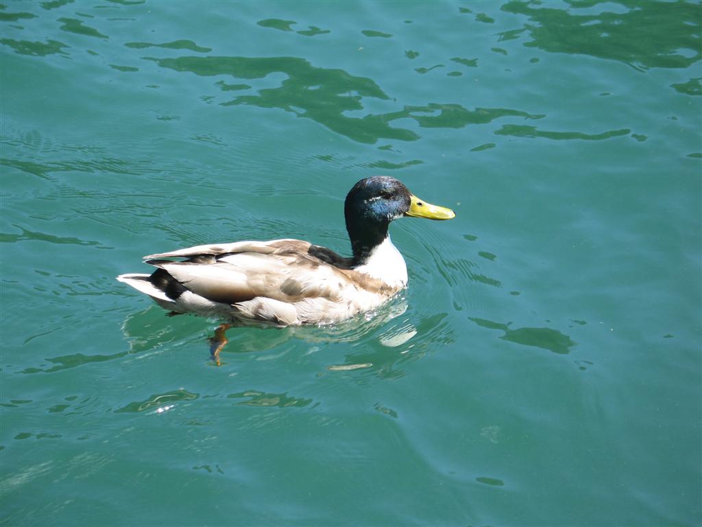 quack!!!