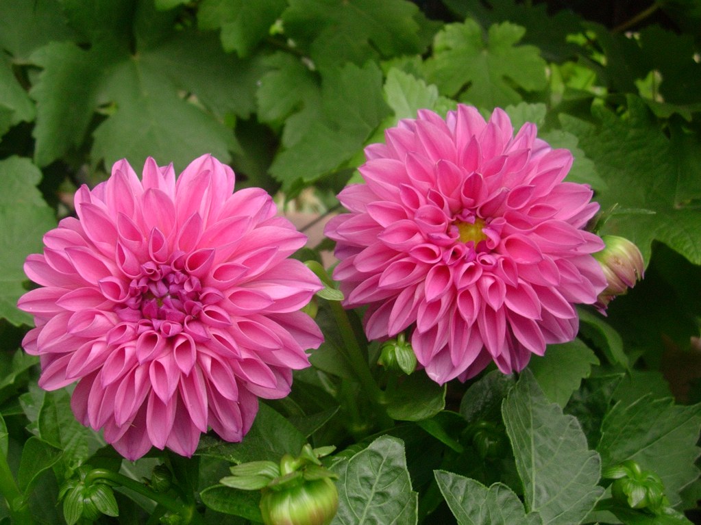 Fiori Gemelli