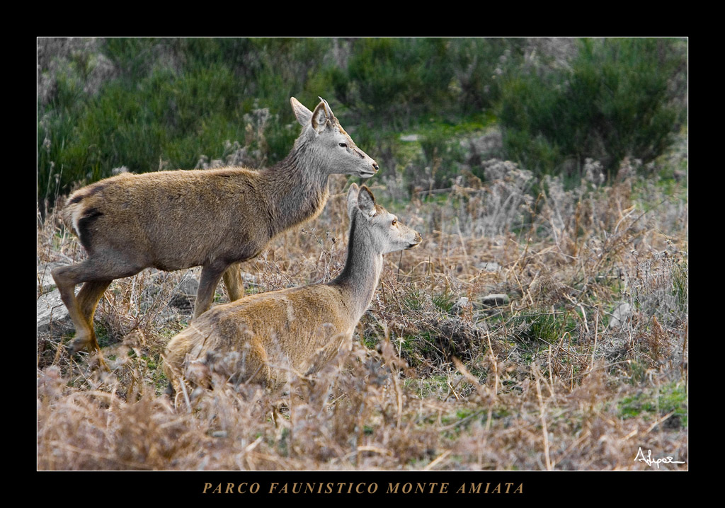 Parco Faunistico