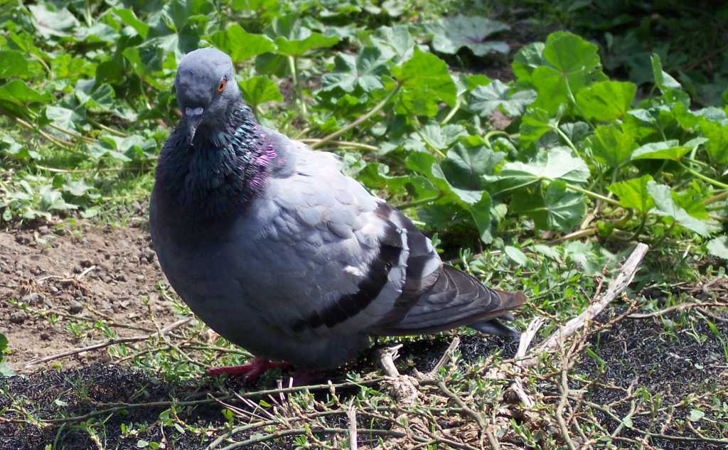 piccione