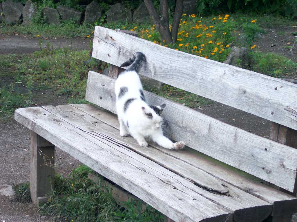 gatto stiracchiato