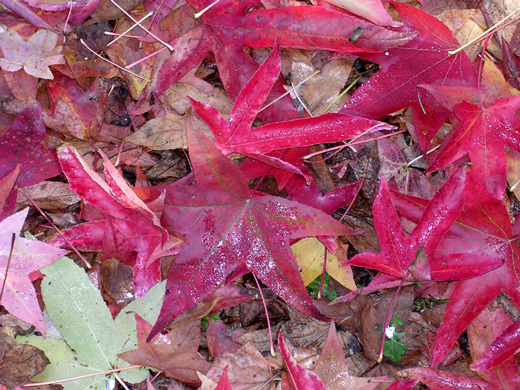 red passion