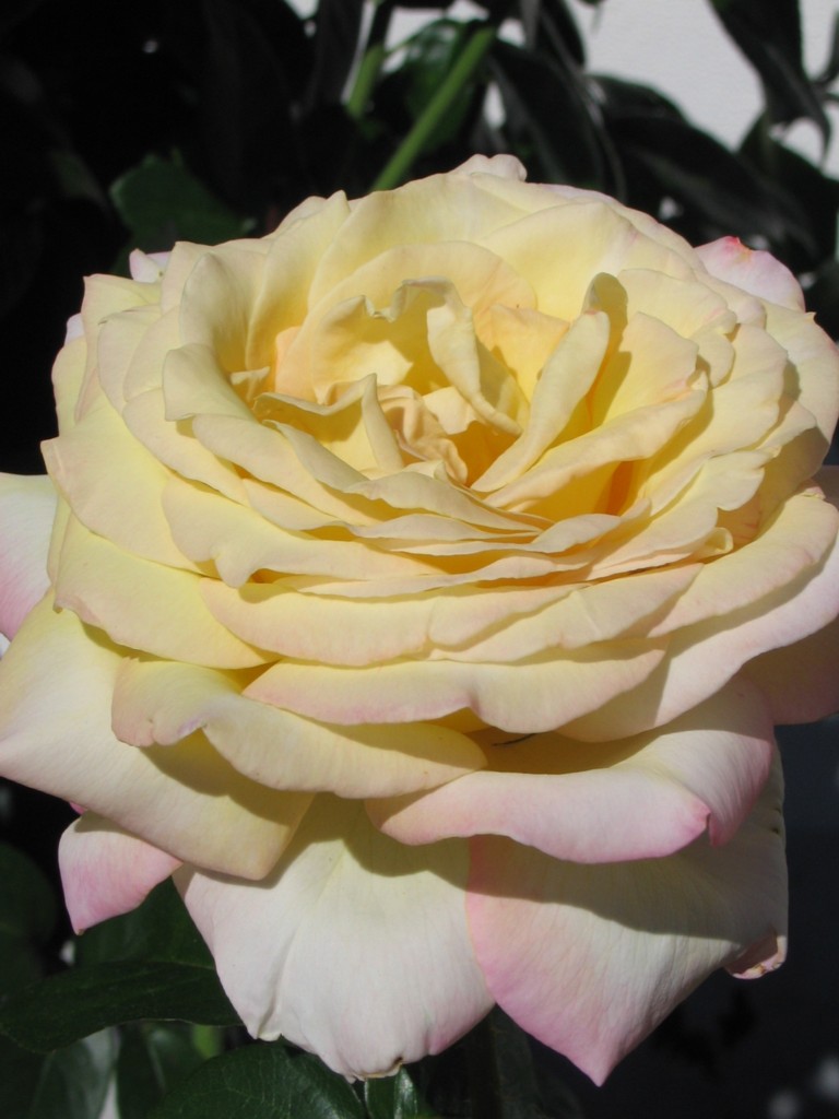 Rosa