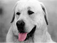 Labrador