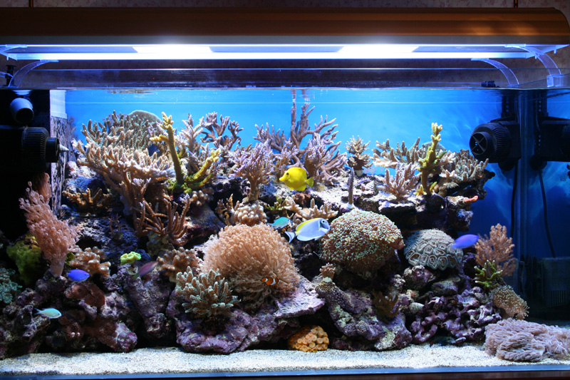 acquario