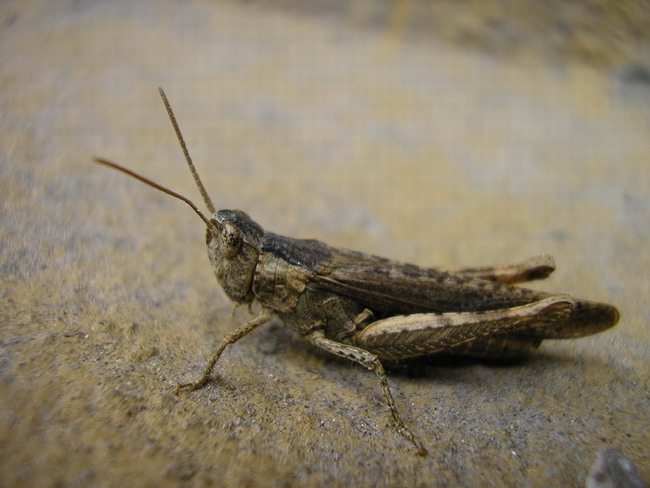 Grillo