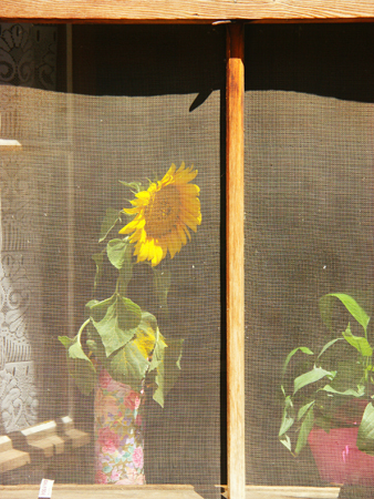 Girasole