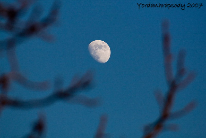 La luna tra i rami