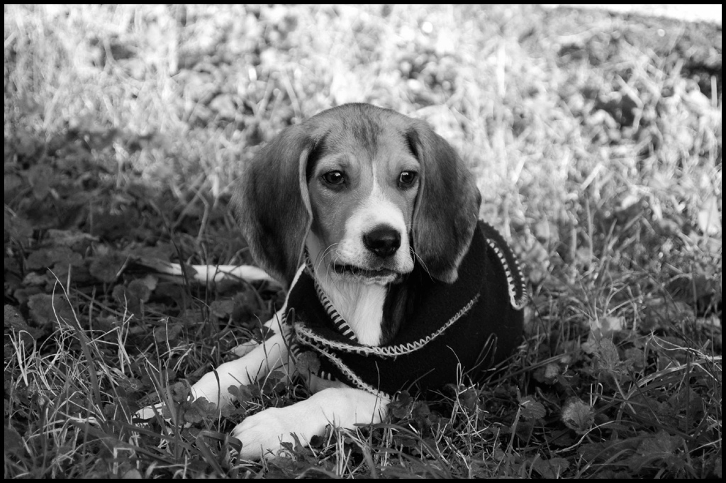 Pongo