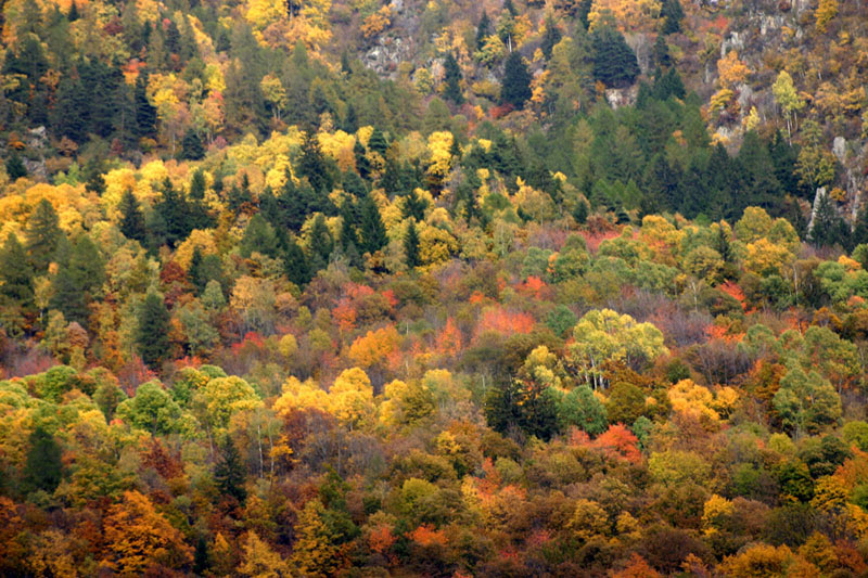 ...colori d'autunno...