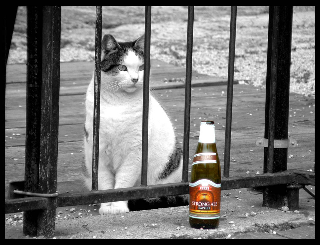 Gatto