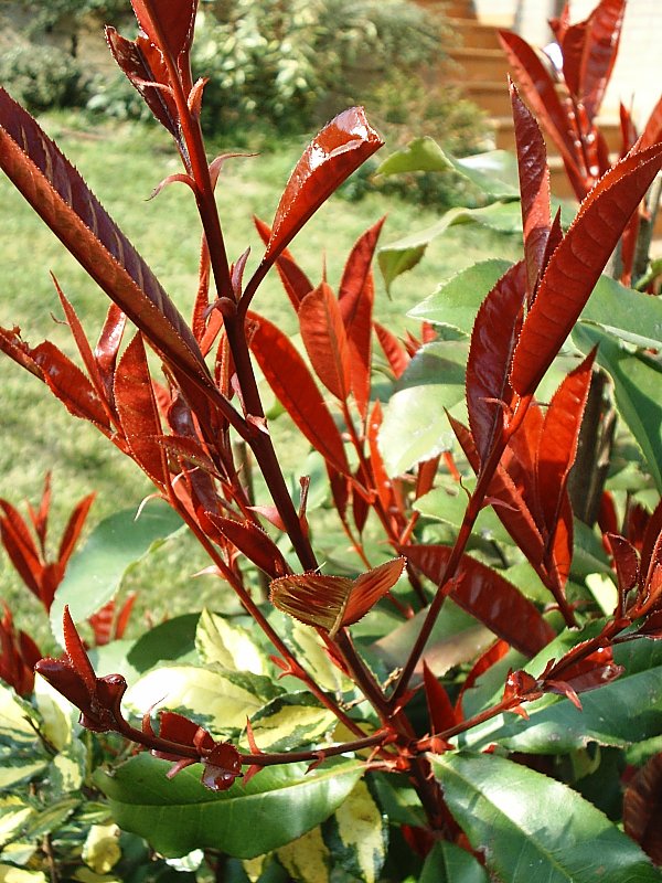Fiori