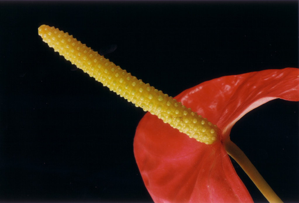 Fiore
