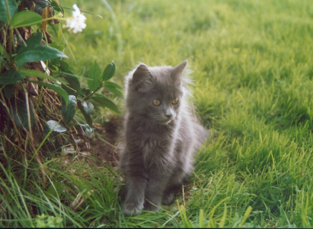 gatto bagnoreggio
