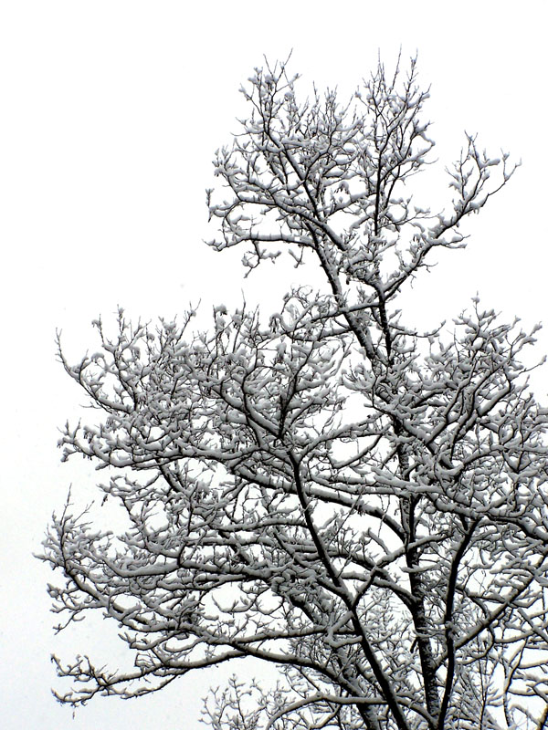 neve...
