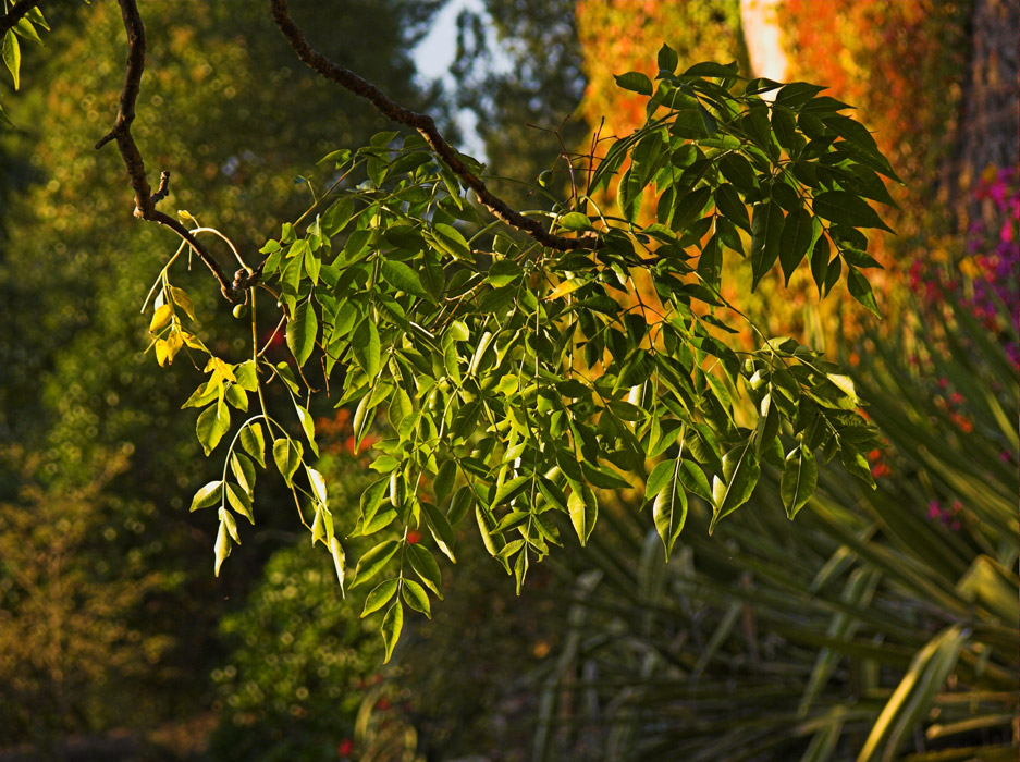 .: Nel Giardino Incantato :.