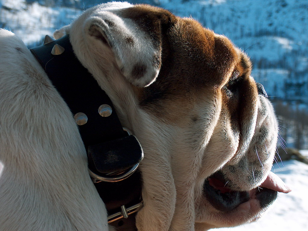 Bullo
