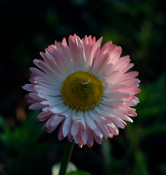 petalo