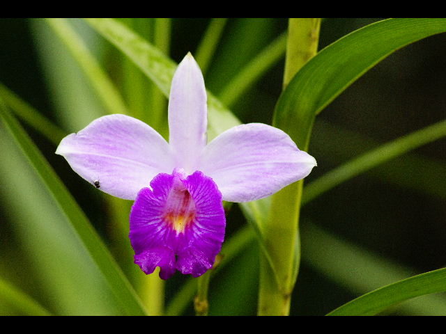 Fiore con mosca