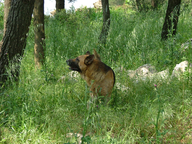 rex