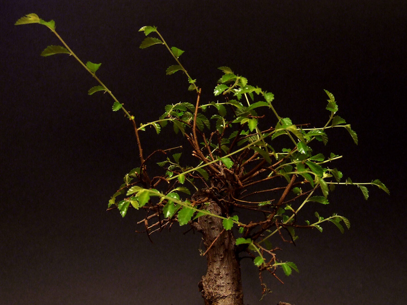 bonsai