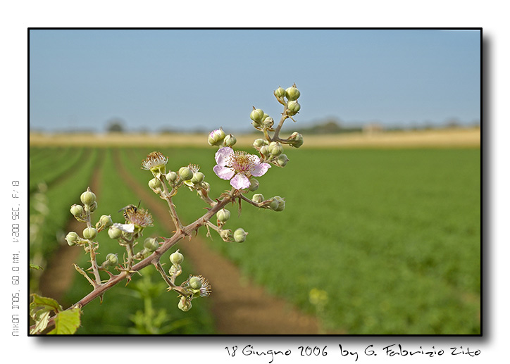 Fiore di rovo