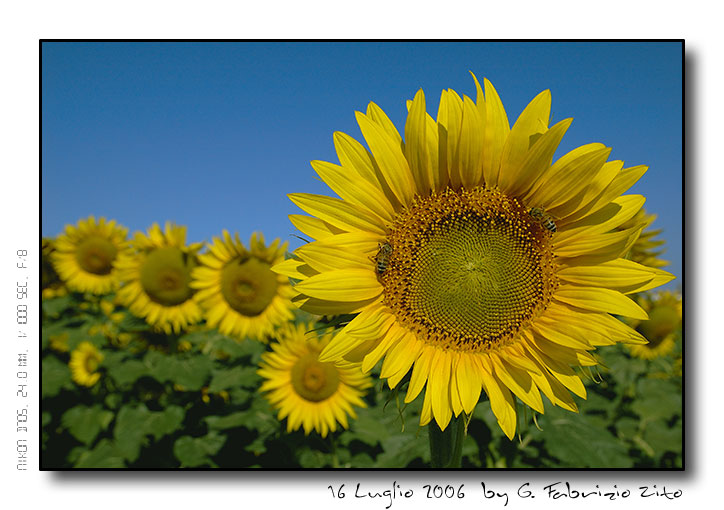 Girasoli