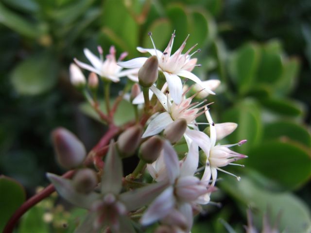 fiore